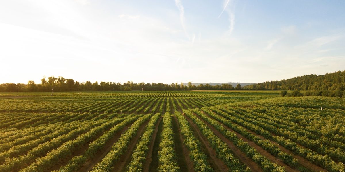 Rows of crops growing in a farm field, representing the Farmer-to-Consumer Crop Marketplace App project