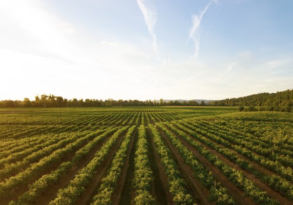 Rows of crops growing in a farm field, representing the Farmer-to-Consumer Crop Marketplace App project